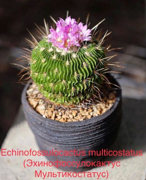 Echinofossulocactus multicostatus (Эхинофоссулокактус Мультикостатус)