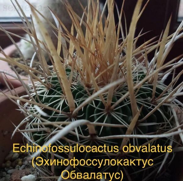 Echinofossulocactus obvalatus (Эхинофоссулокактус Обвалатус)