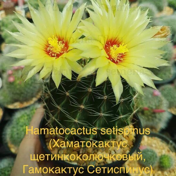 Hamatocactus setispinus (Хаматокактус щетинкоколючковый, Гамокактус Сетиспинус)