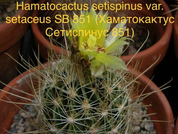 Hamatocactus setispinus var. setaceus SB 851 (Хаматокактус Сетиспинус 851)