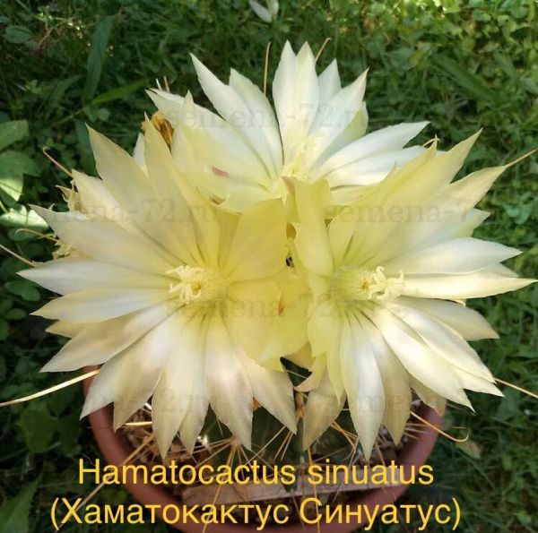 Hamatocactus sinuatus (Хаматокактус Синуатус)
