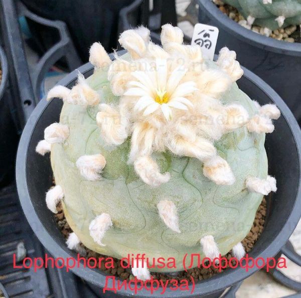 Lophophora diffusa (Лофофора Диффуза)