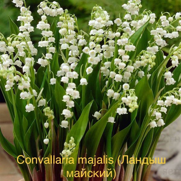 Convallаria majаlis (Ландыш майский)