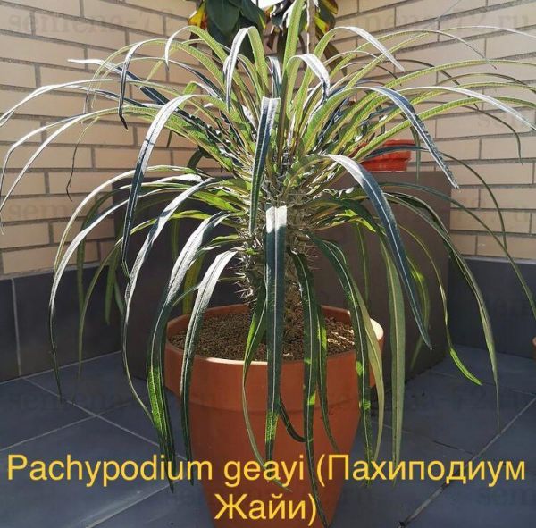 Pachypodium geayi (Пахиподиум Жайи)