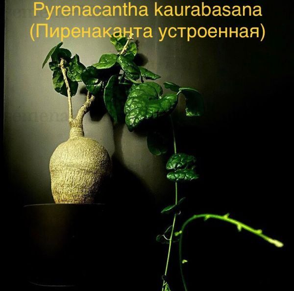 Pyrenacantha kaurabasana (Пиренаканта устроенная)