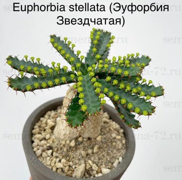Euphorbia stellata (Эуфорбия Звездчатая)
