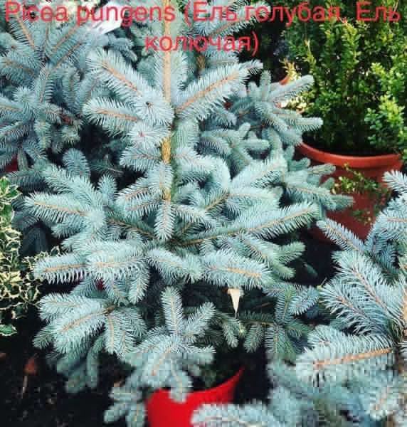 Picea pungens (Ель голубая, Ель колючая)