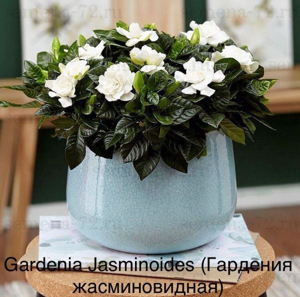 Gardenia Jasminoides (Гардения жасминовидная)