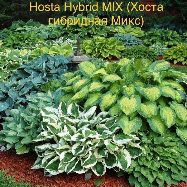 Hosta Hybrid MIX (Хоста гибридная Микс)