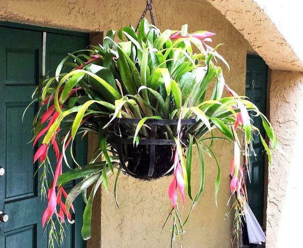 Бильбергия фото комнатный Billbergia bromeliacea decora (Бильбергия)