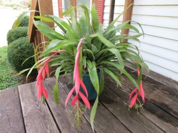 Бильбергия уход в домашних условиях фото Billbergia bromeliacea decora (Бильбергия)