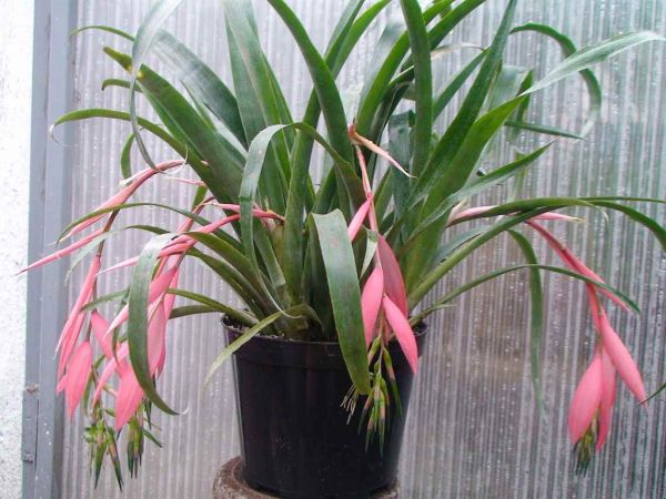 Бильбергия фото комнатный Billbergia bromeliacea decora (Бильбергия)