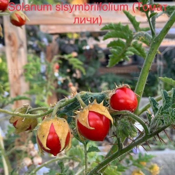 Solanum sisymbriifolium (Томат личи)