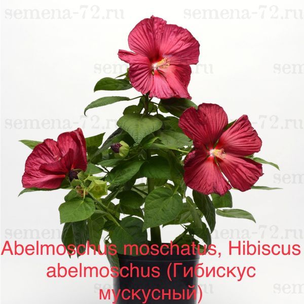Abelmoschus moschatus, Hibiscus abelmoschus (Гибискус мускусный)