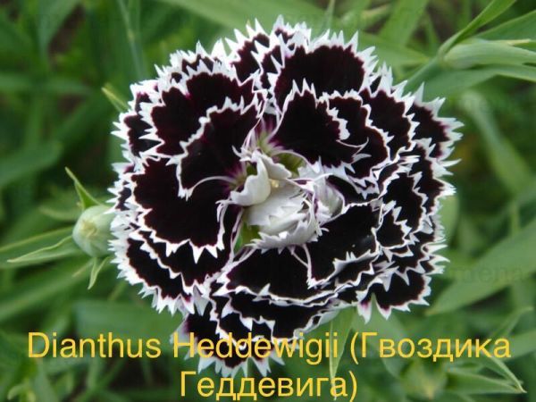 Dianthus Heddewigii (Гвоздика Геддевига)