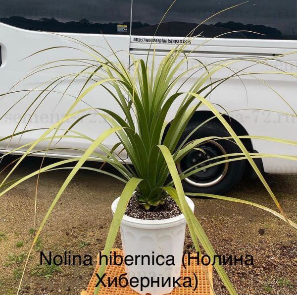 Nolina hibernica (Нолина Хиберника)