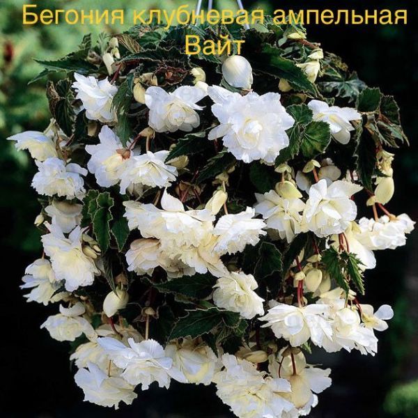 Бегония клубневая ампельная Вайт