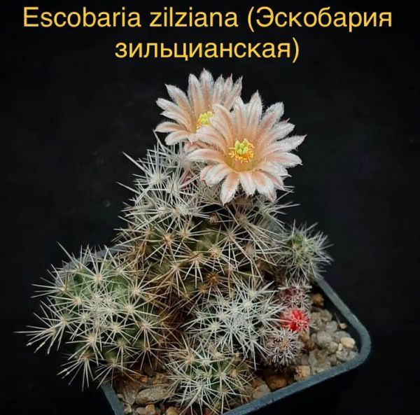 Escobaria zilziana (Эскобария зильцианская)