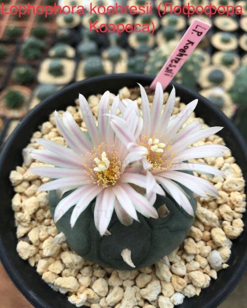 Lophophora koehresii (Лофофора Коэреса)