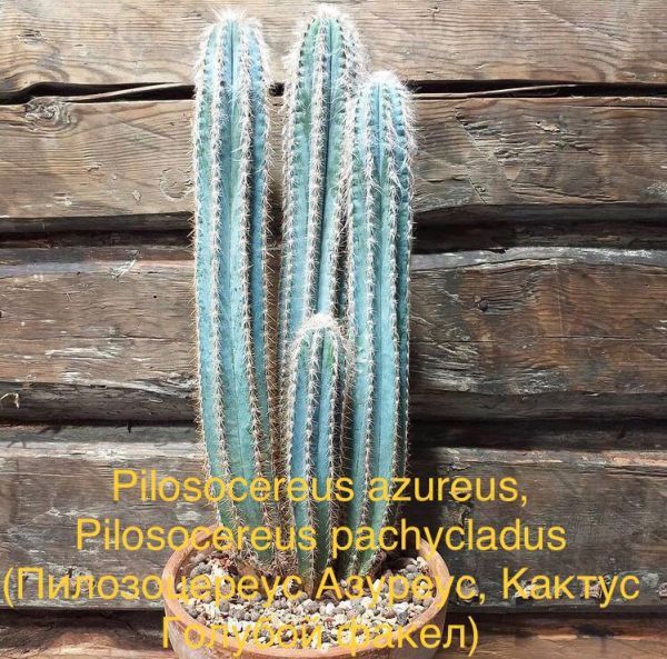 Pilosocereus azureus, Pilosocereus pachycladus (Пилозоцереус Азуреус, Кактус Голубой факел)