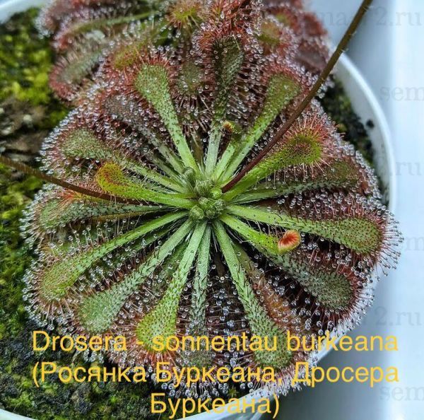 Drosera - sonnentau burkeana (Росянка Буркеана, Дросера Буркеана)