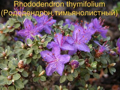 Rhododendron thymifolium (Рододендрон тимьянолистный)
