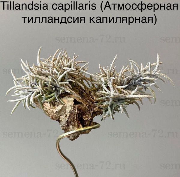 Tillandsia capillaris (Атмосферная тилландсия капилярная)