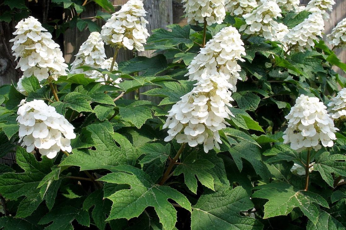 Гортензия Quercifolia (дуболистная)