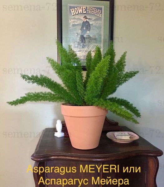 Asparagus MEYERI или Аспарагус Мейера