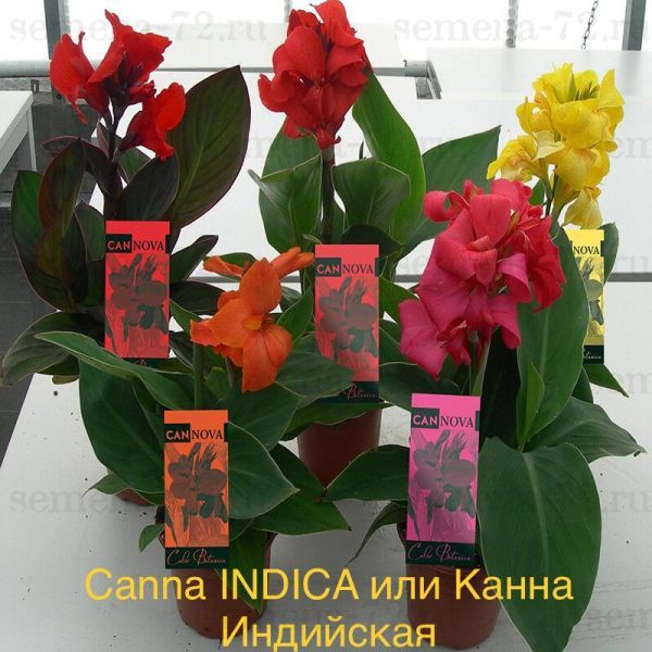 Canna INDICA или Канна Индийская