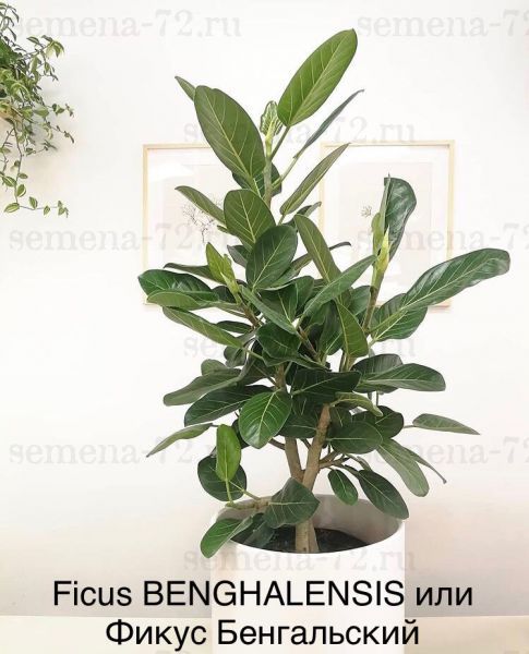 Ficus BENGHALENSIS или Фикус Бенгальский