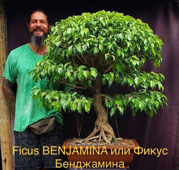 Ficus BENJAMINA или Фикус Бенджамина