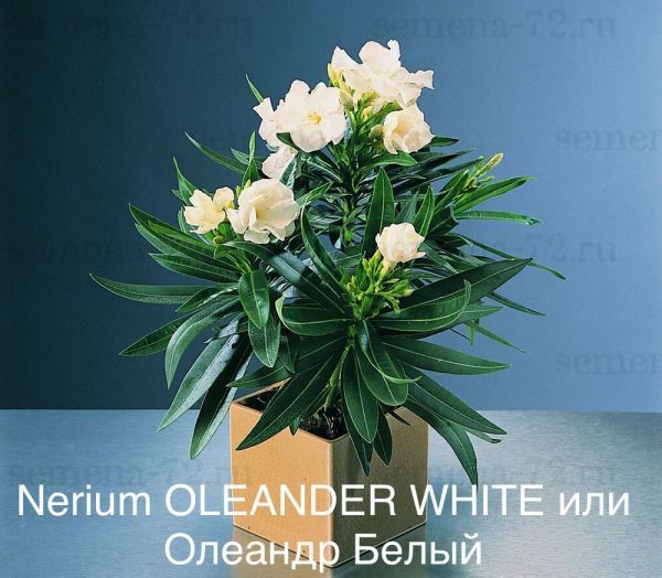 Nerium OLEANDER WHITE или Олеандр Белый