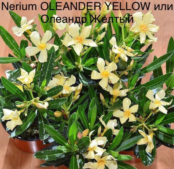 Nerium OLEANDER YELLOW или Олеандр Желтый