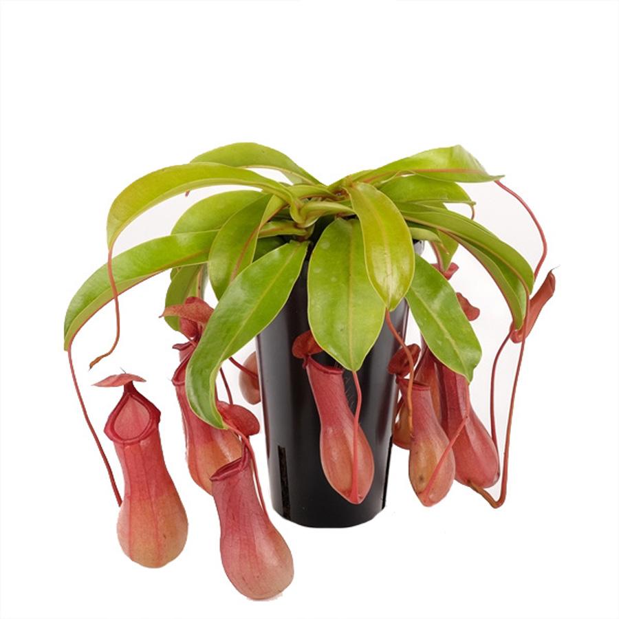 Непентес крылатый - Nepenthes Alata Blanco
