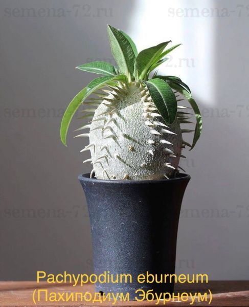 Pachypodium eburneum (Пахиподиум Эбурнеум)