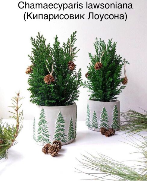 Chamaecyparis lawsoniana (Кипарисовик Лоусона)