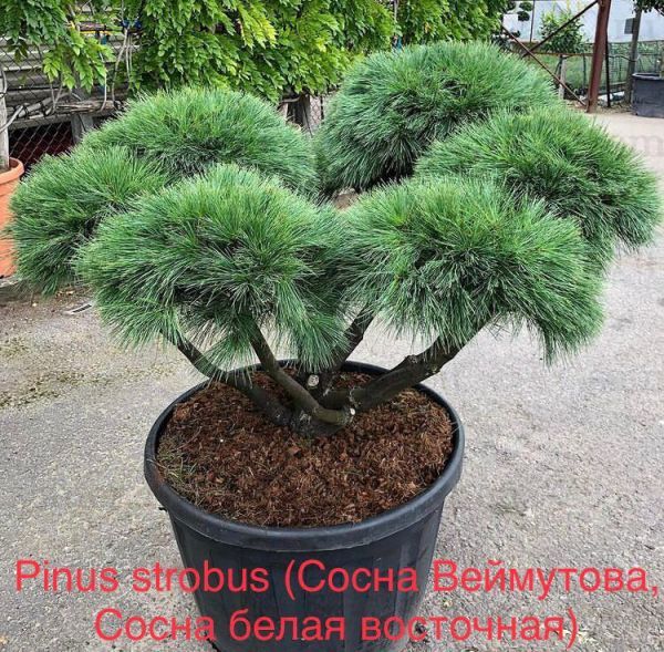 Pinus strobus (Сосна Веймутова, Сосна белая восточная)
