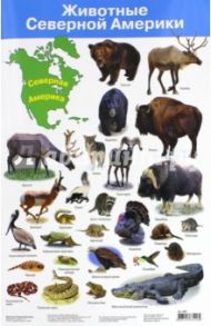 Животные Северной Америки. Демонстрационный плакат (2881)