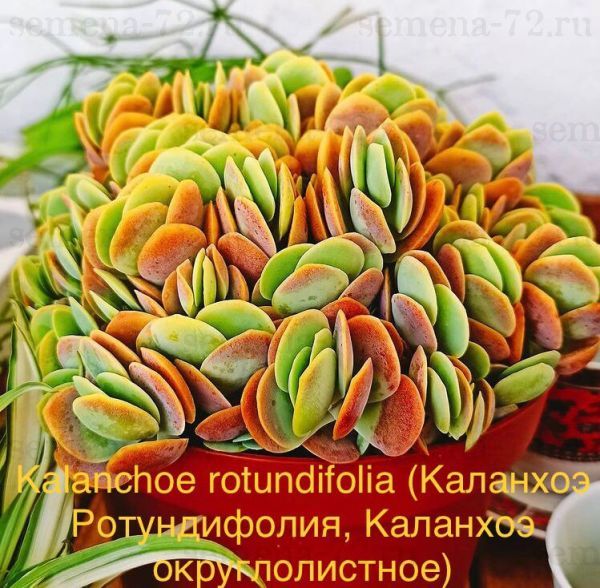Kalanchoe rotundifolia (Каланхоэ Ротундифолия, Каланхоэ округлолистное)