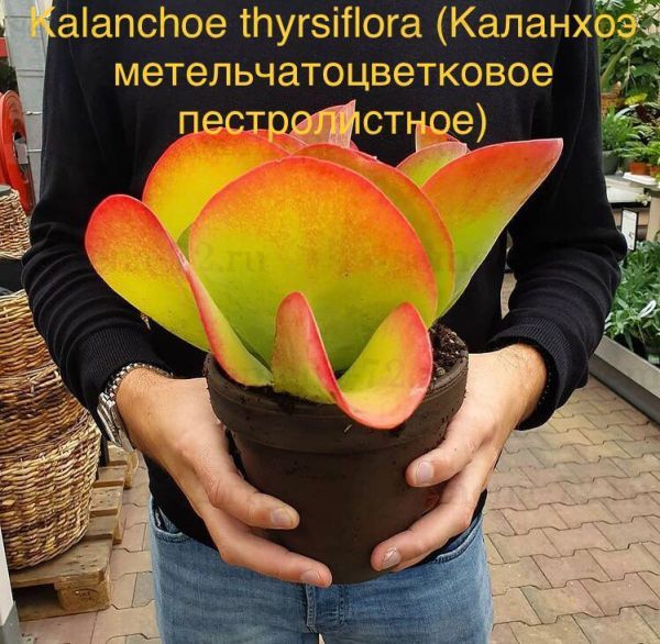 Kalanchoe thyrsiflora (Каланхоэ метельчатоцветковое пестролистное)