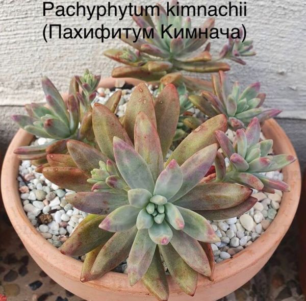 Pachyphytum kimnachii (Пахифитум Кимнача)