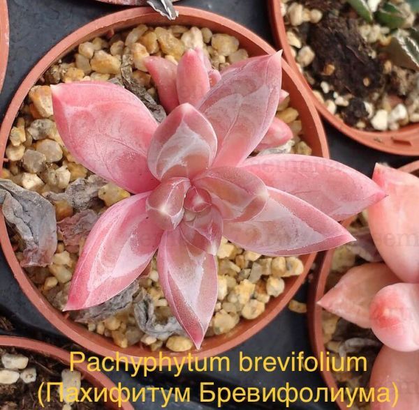 Pachyphytum brevifolium (Пахифитум Бревифолиума)