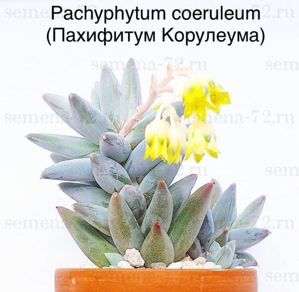 Pachyphytum coeruleum (Пахифитум Корулеума)