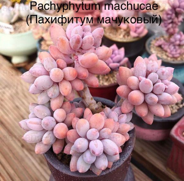 Pachyphytum machucae (Пахифитум мачуковый)