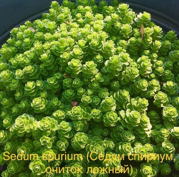 Sedum spurium (Седум спириум, очиток ложный)