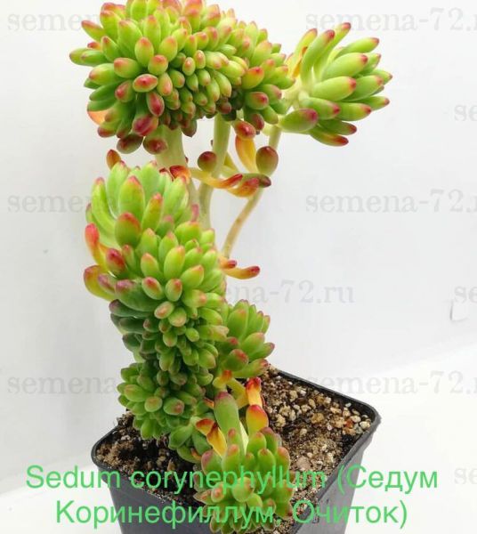 Sedum corynephyllum (Седум Коринефиллум, Очиток)