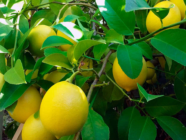Лимон «Ванильный»