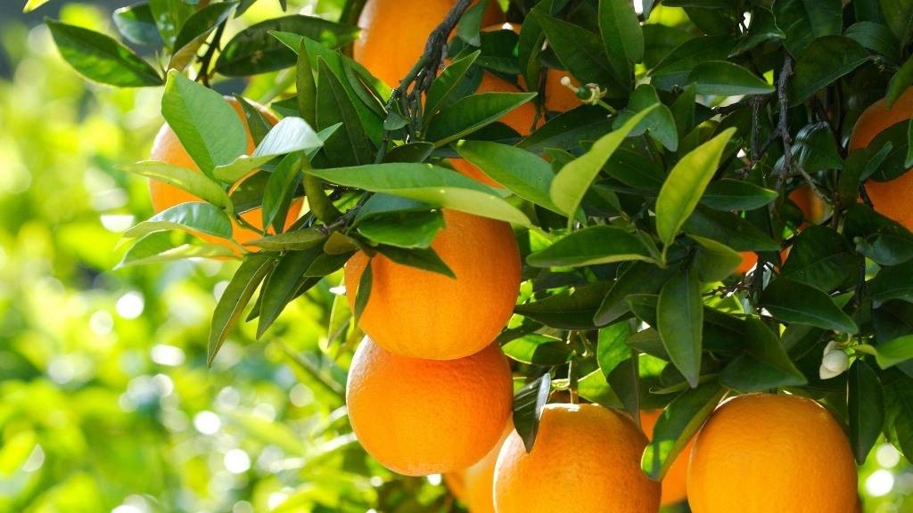 Апельсин Валенсия (Citrus sinensis Valencia)