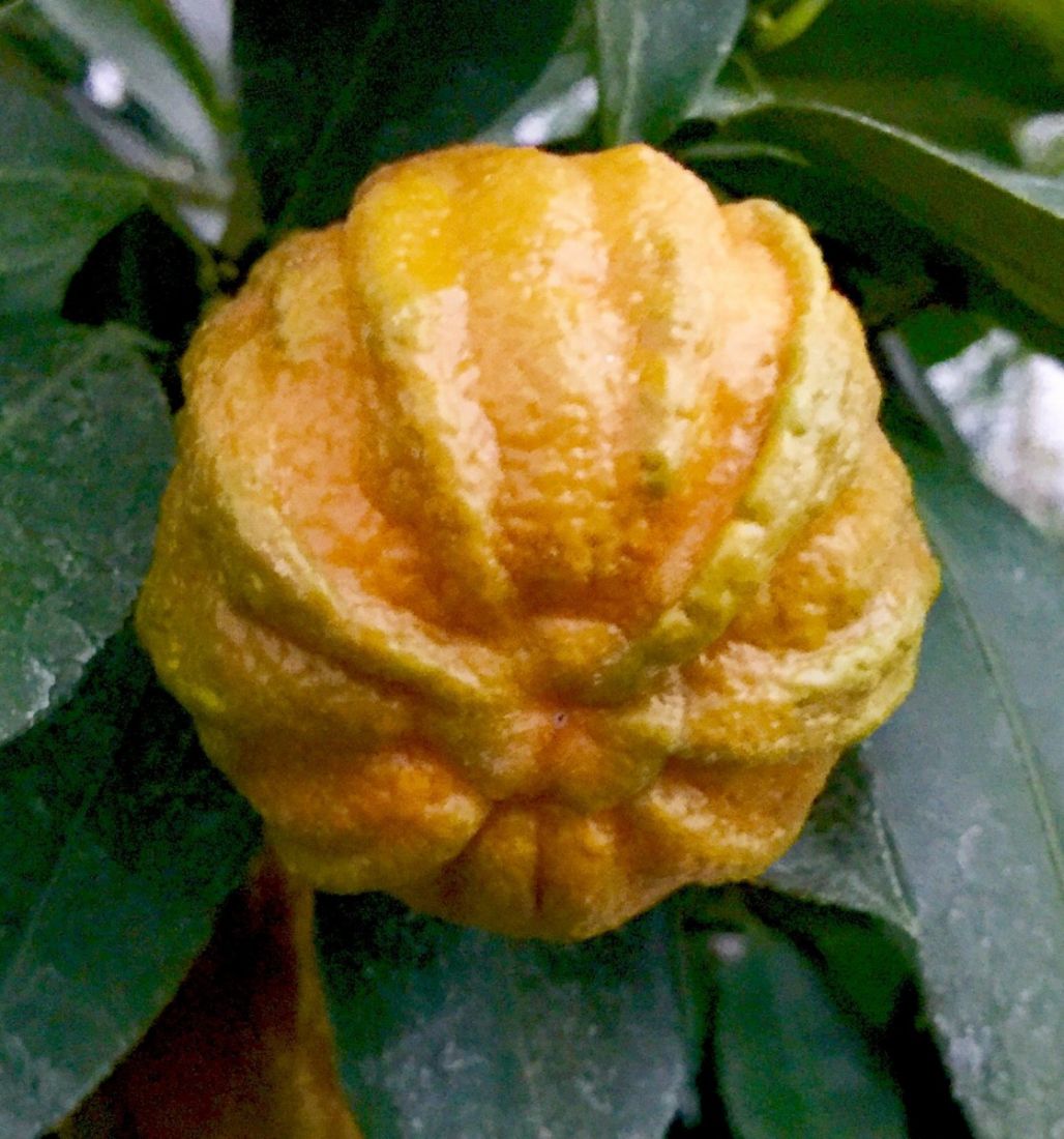 Померанец Каналикулата (Citrus canaliculata)